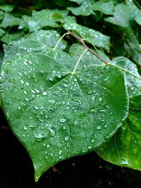 Close-up of dew drops on leaf