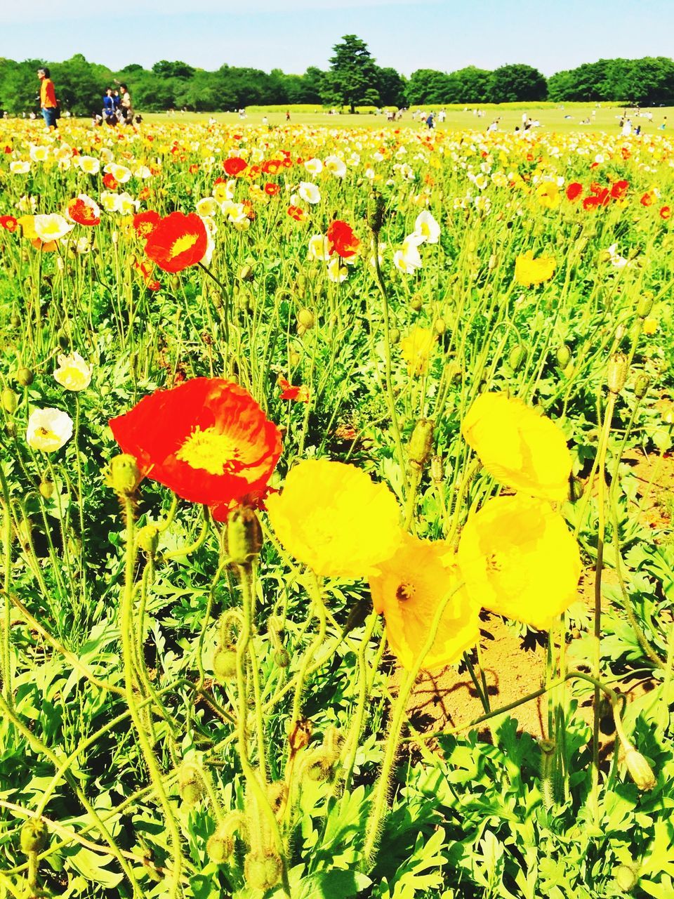 flower, freshness, growth, field, beauty in nature, fragility, petal, nature, blooming, yellow, plant, flower head, tulip, landscape, rural scene, flowerbed, in bloom, abundance, grass, tranquility