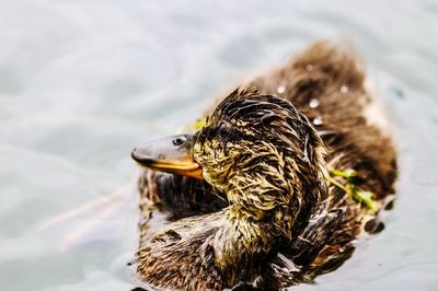 Close-up of bird against lake