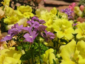 Close-up of purple flowers blooming outdoors