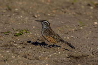 Close-up of bird perching on a field