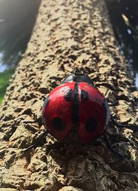 Close-up of ladybug