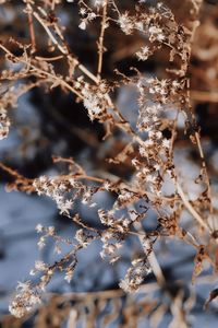 Dry plant in the evening sun in winter