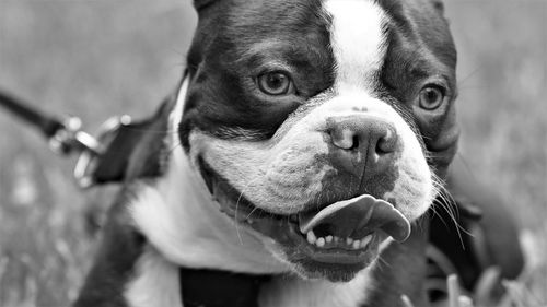 Close-up portrait of dog