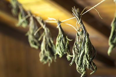 Close-up of dry leaf hanging on rope