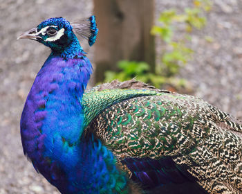 Close-up of peacock