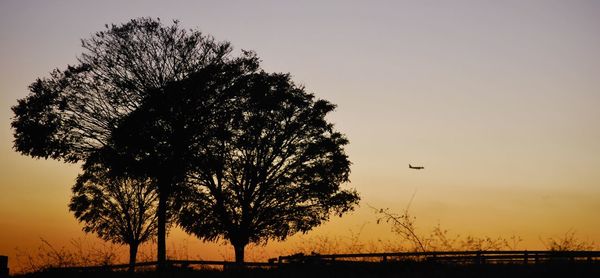 Silhouette of trees at sunset