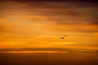 Silhouette bird flying against orange sky