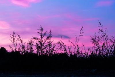 Silhouette trees on landscape against sky at sunset