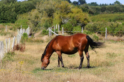 Horse standing in a field