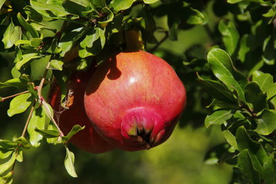 Close-up of pomegranate growing on tree