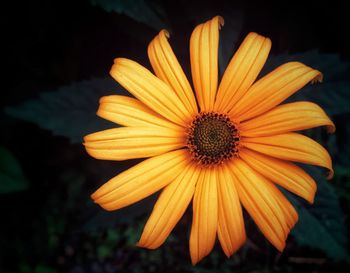 Close-up of yellow flower