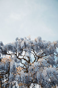 Low angle view of frozen bare tree against sky