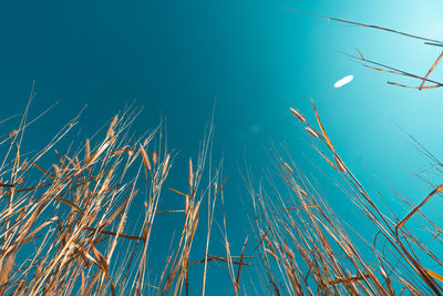 Low angle view of tall grass against blue sky