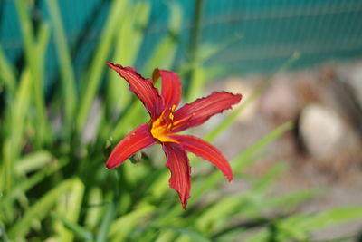 Close-up of red flower