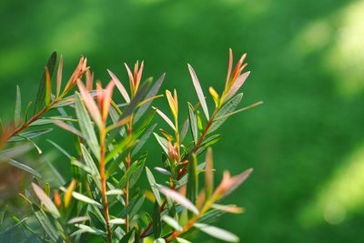 Close-up of plant growing on field