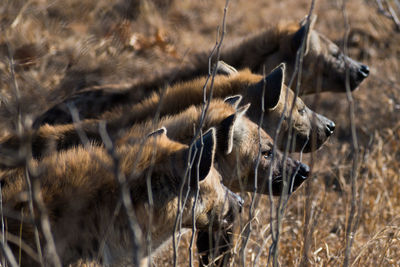 Spotted hyenas line up waiting for their chance to feed in the manyeleti game reserve, south africa