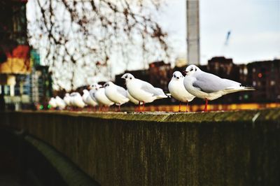 Close-up of birds perching on wood against sky