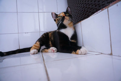 Cat sitting on floor