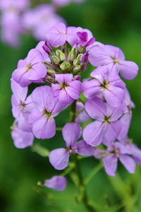 Close-up of pink flowering plant