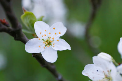 Close-up of white cherry blossoms in spring