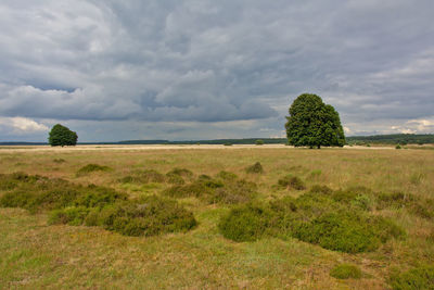 Scenic view of field against sky