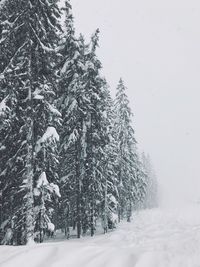 Pine trees on snow covered land against sky