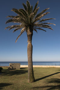 Palm tree by sea against sky