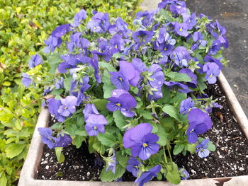 Close-up of purple flowers blooming outdoors