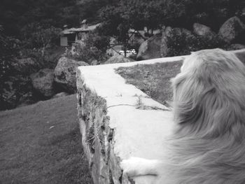 Dog on countryside landscape