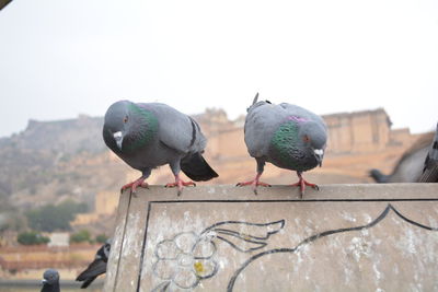 Pigeons perching on retaining wall against clear sky