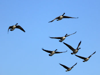 Low angle view of seagull flying against blue sky