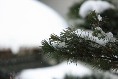 Close-up of tree branch