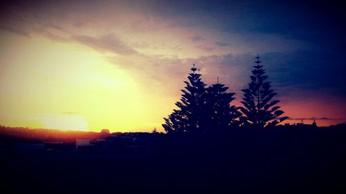 Silhouette of trees at sunset