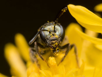 Close-up of honey bee pollinating on yellow flower