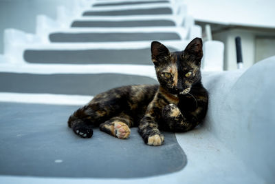 Close-up of a gold and black cat with yellow eyes lying on a grey and white stairs.