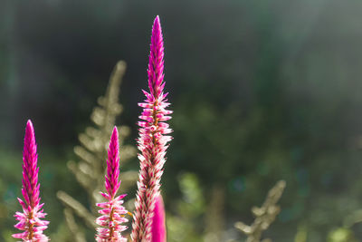 Close-up of pink flowering plant