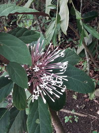 High angle view of purple flowering plant