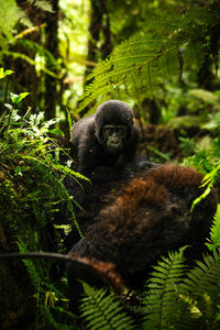 Baby gorilla with its mother in bwindi impenetrable forest. ideal for wildlife, family projects.