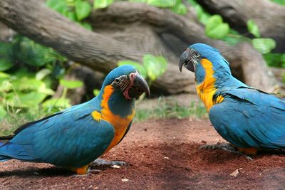 A group of talking parrots