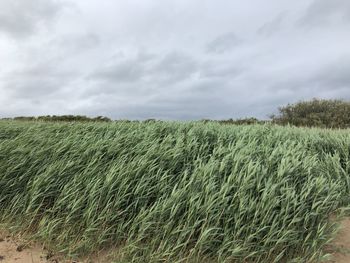 Scenic view of field against sky