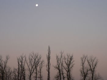 Low angle view of bare trees