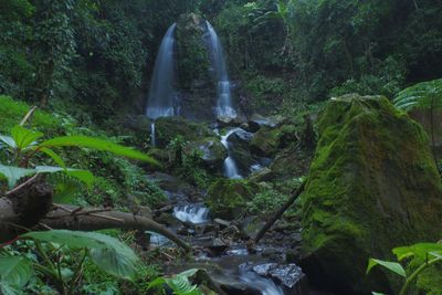 Scenic view of waterfall in forest
