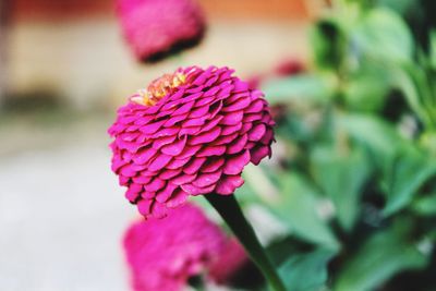 Close-up of pink flower blooming outdoors