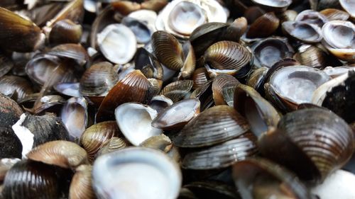 Full frame shot of seashells