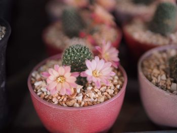 Close-up of pink flowers in bowl