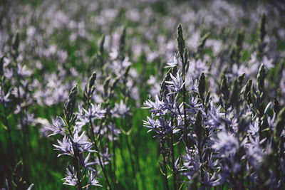 Close-up of flowering plants in bloom on field