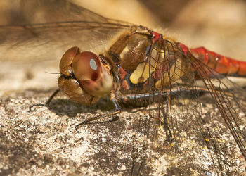 Close-up of housefly on wood