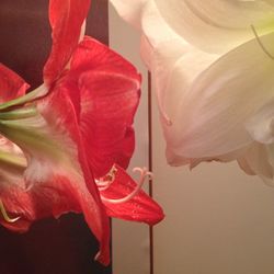 Close-up of red hibiscus blooming outdoors