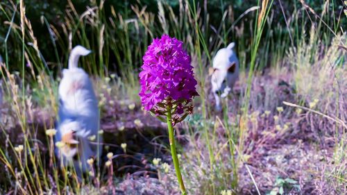 Close-up of purple flower on field